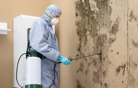 Why You Should Choose Our Mold Remediation Services in Cusseta, GA